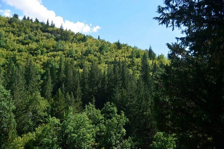 piante di cipresso fontegreca